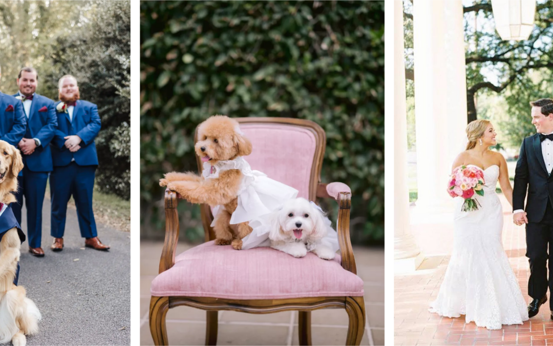 Creating Pet-Friendly Wedding Celebrations